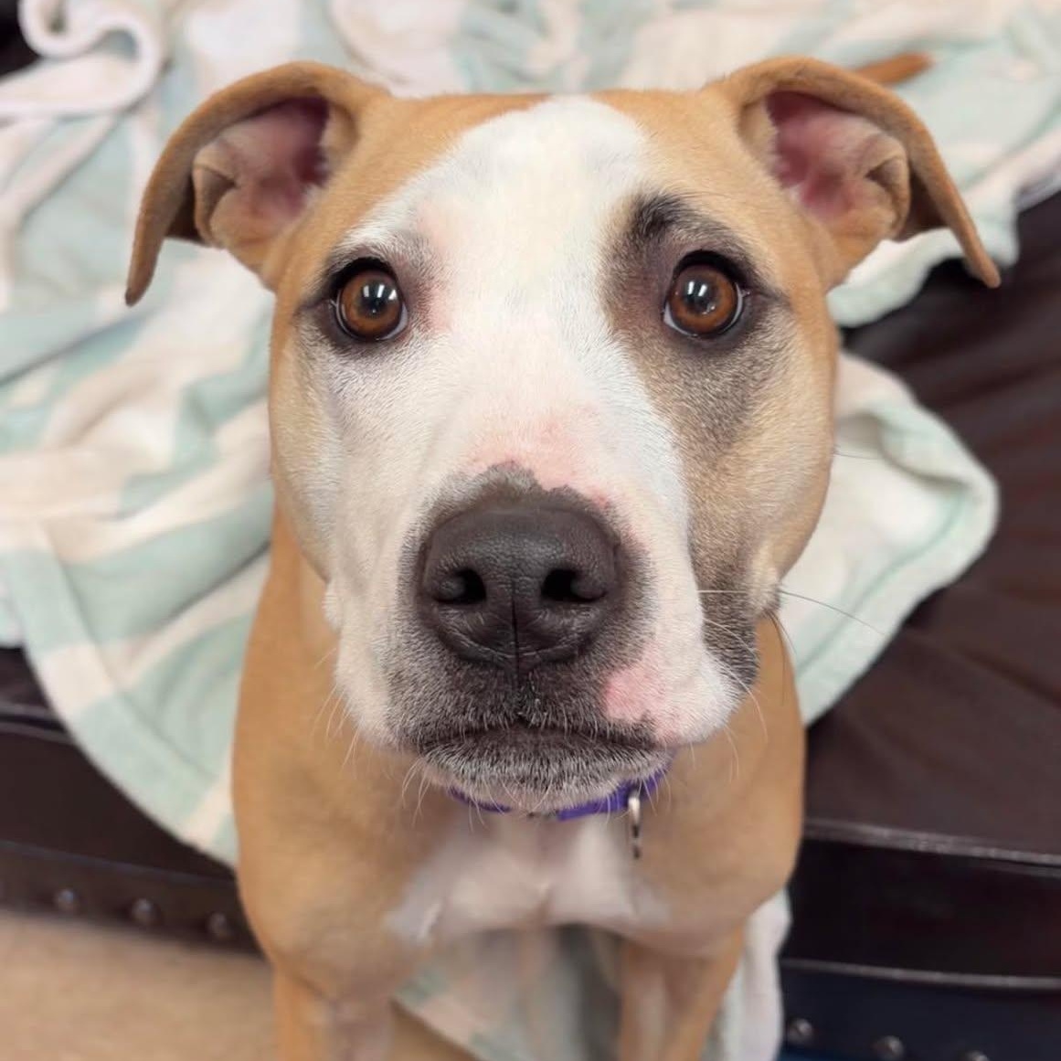 Enlarge Dixie, a ADOPTABLE Terrier in Valparaiso, IN image 1/3