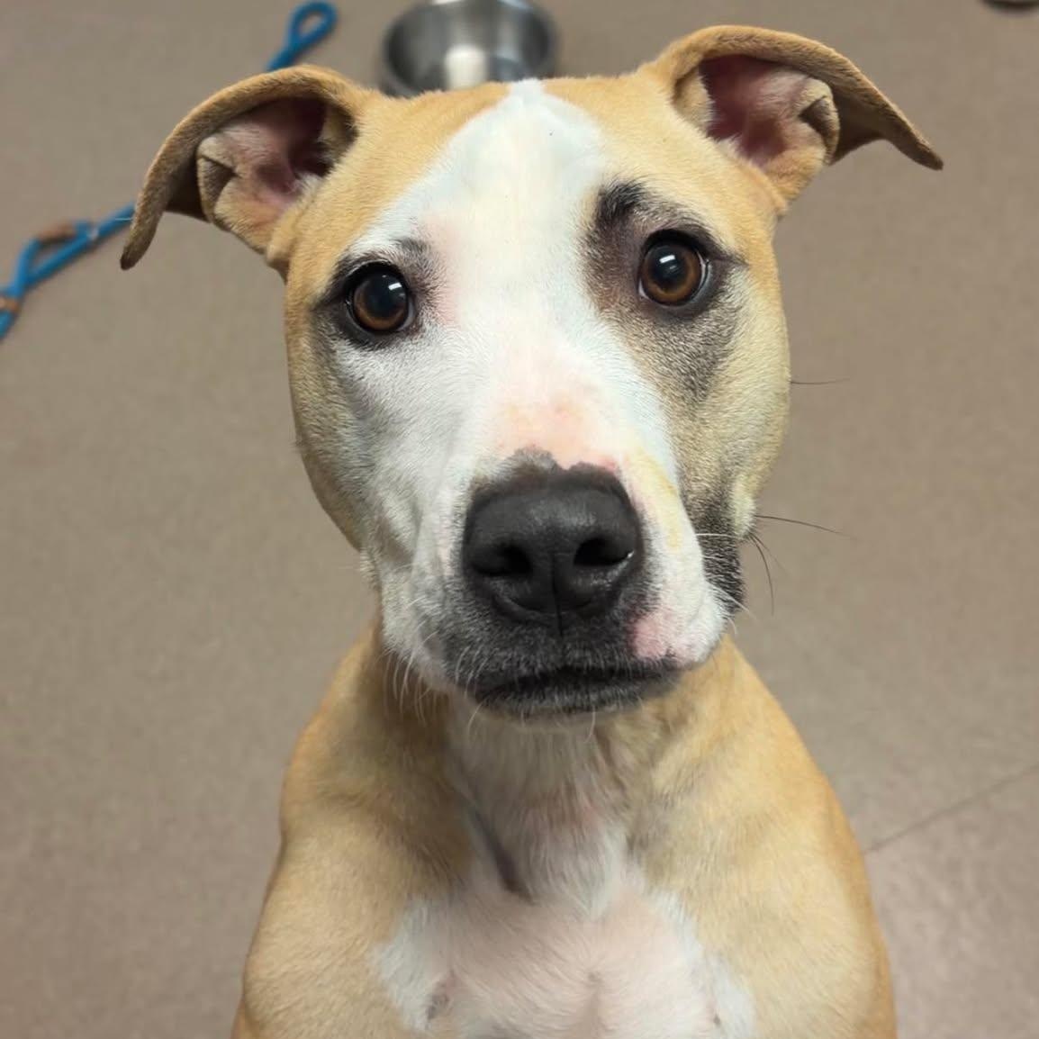 Enlarge Dixie, a ADOPTABLE Terrier in Valparaiso, IN image 3/3