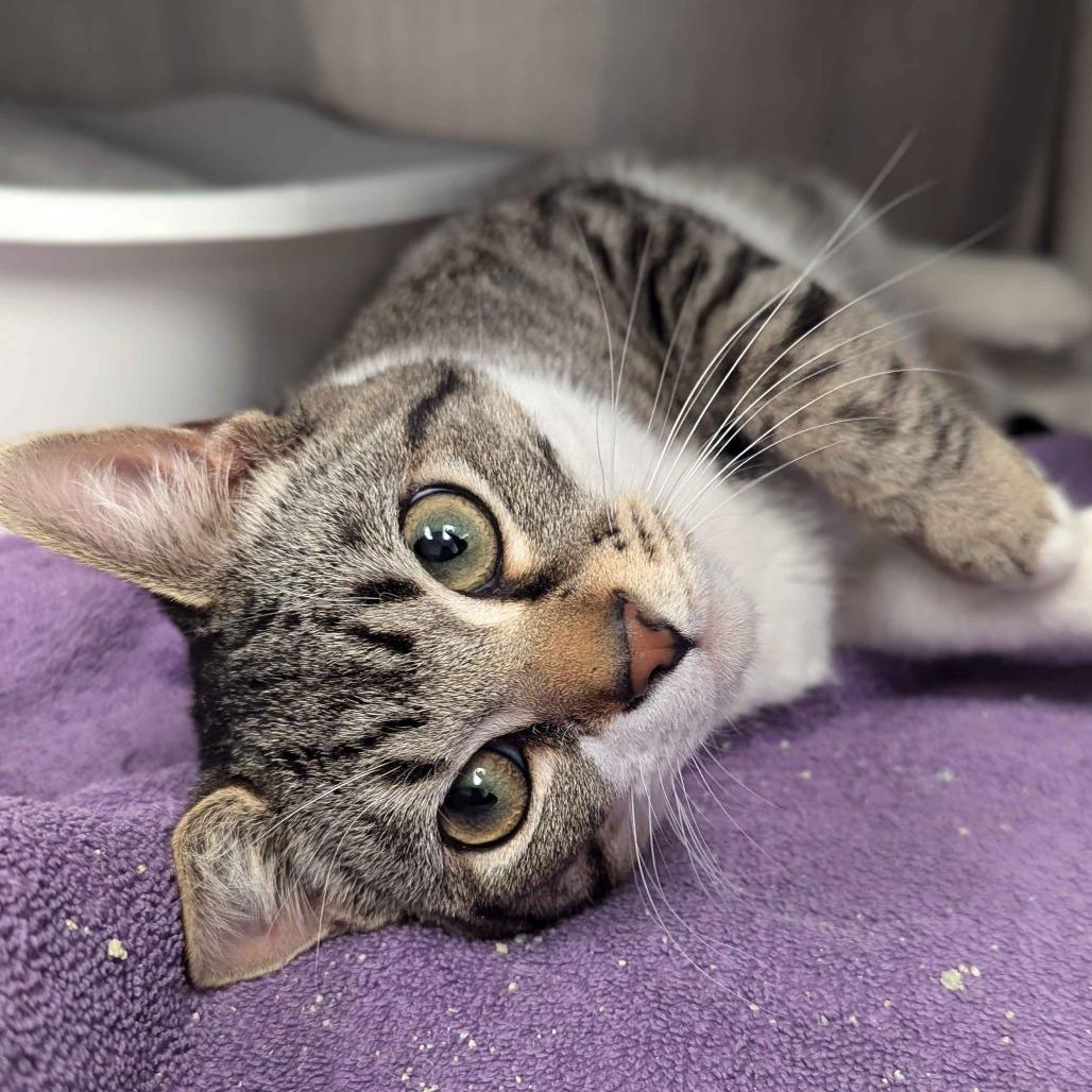 Enlarge Buddy, a Adoptable Domestic Short Hair in Marysville, OH image 1/3