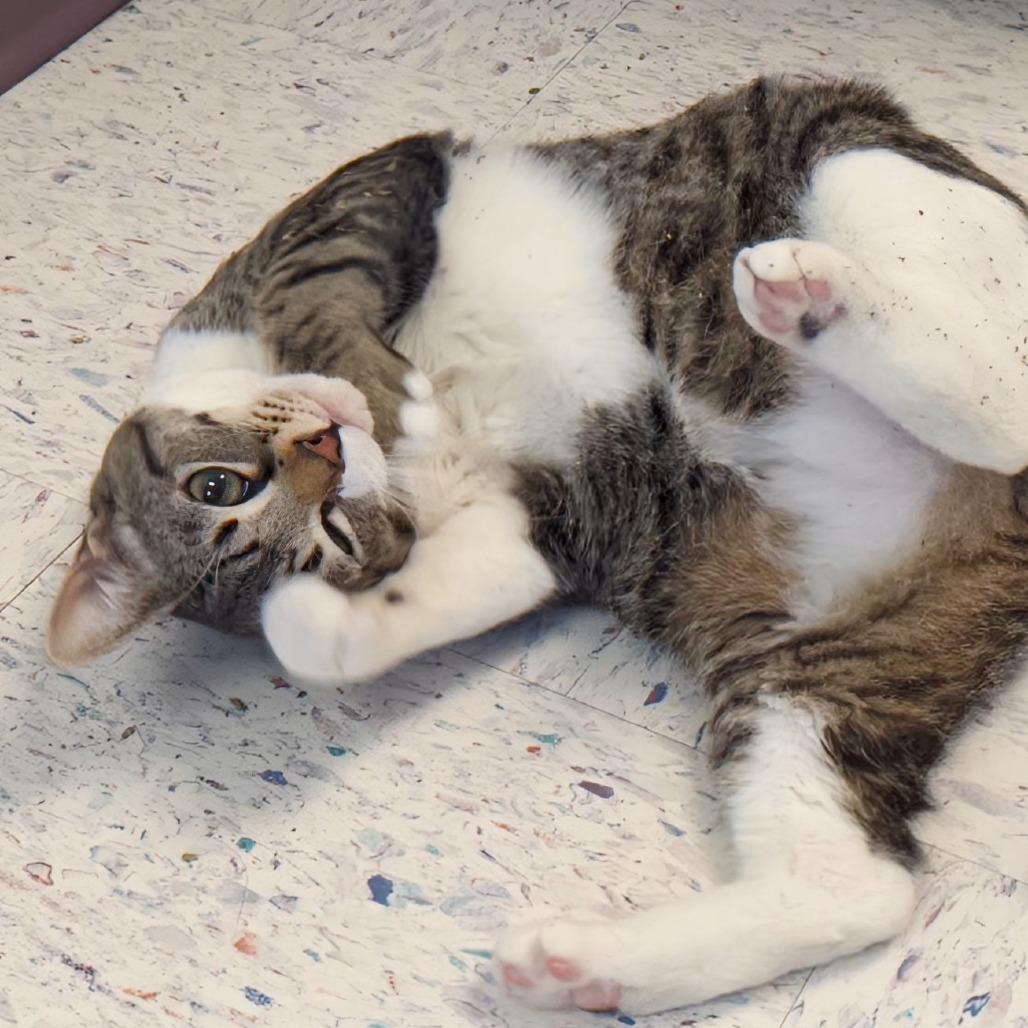 Enlarge Buddy, a Adoptable Domestic Short Hair in Marysville, OH image 2/3