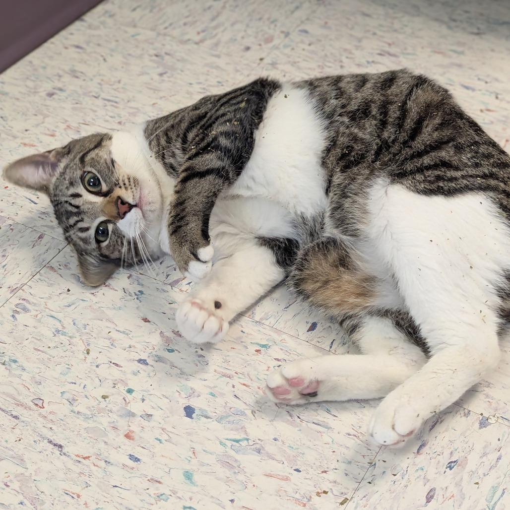 Enlarge Buddy, a Adoptable Domestic Short Hair in Marysville, OH image 3/3