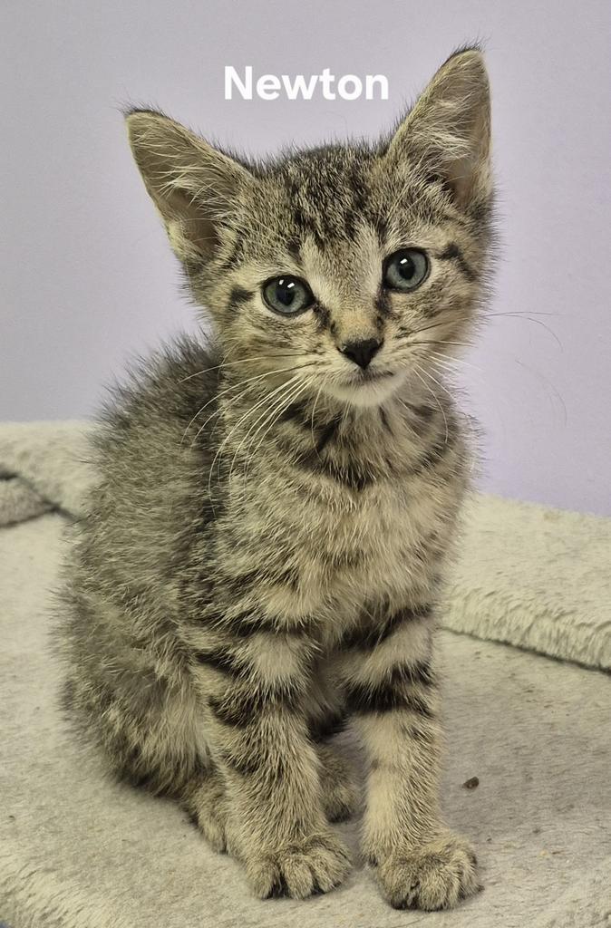 Enlarge Newton, a Adopted mixed breed in Kendallville, IN image 1/1