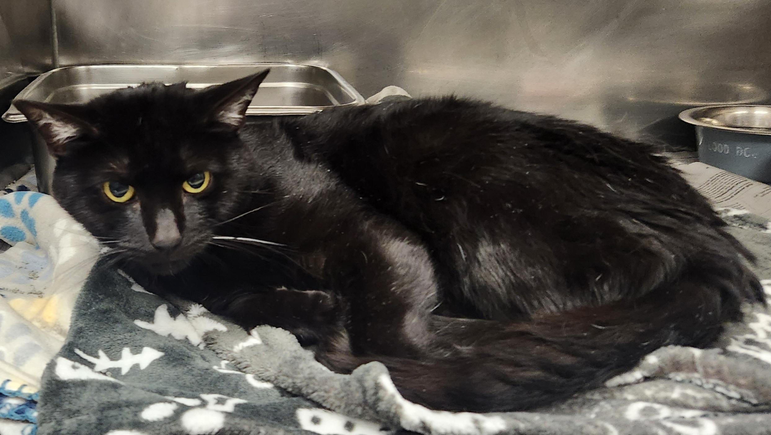 Drax, ADOPTABLE, Adult Male Domestic Short Hair.