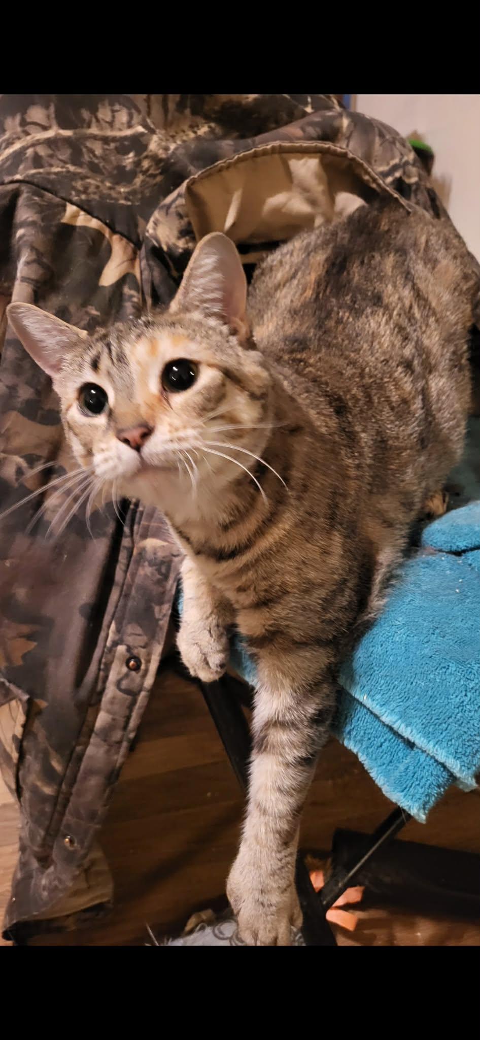 Enlarge TRIXIE (POLY), a Adoptable Domestic Short Hair in Northfield, OH image 1/2