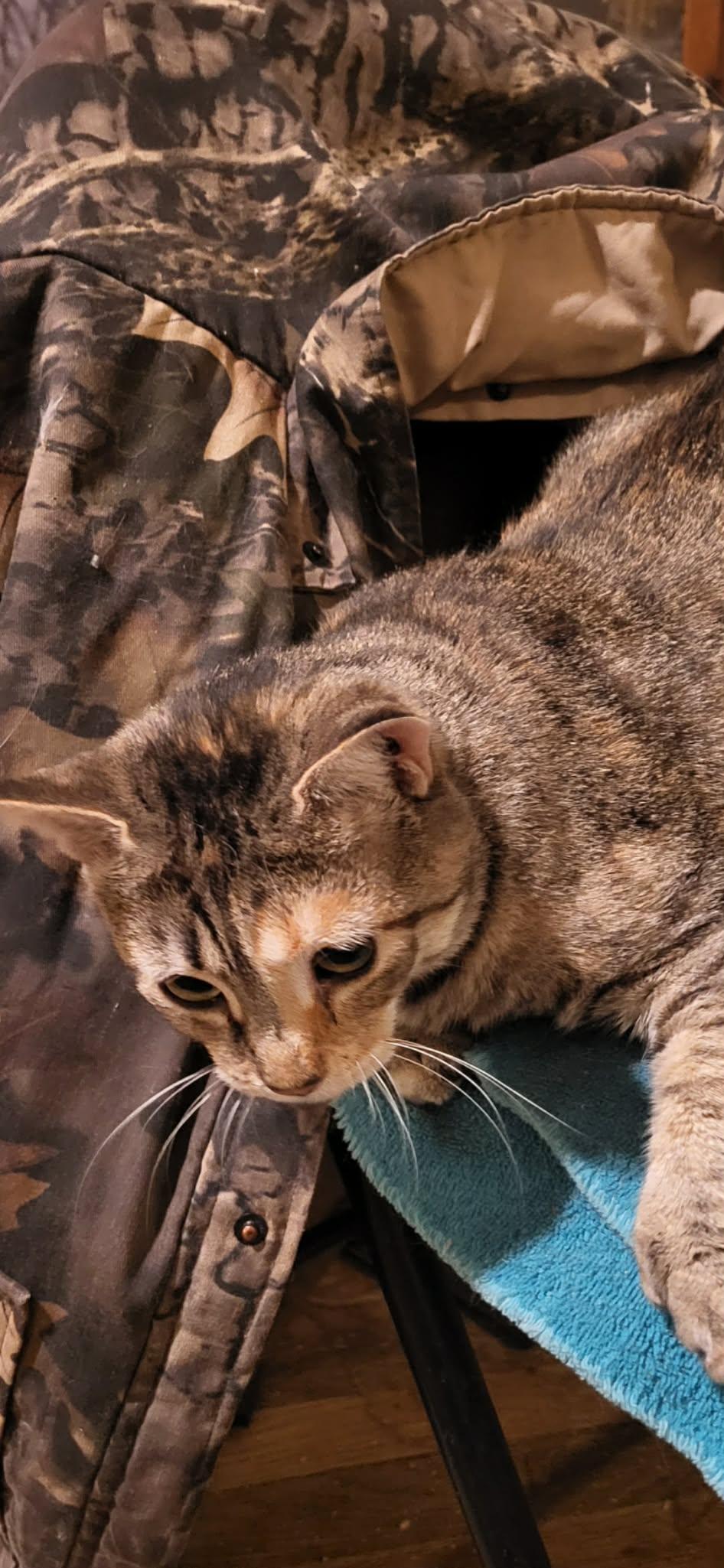 Enlarge TRIXIE (POLY), a Adoptable Domestic Short Hair in Northfield, OH image 2/2