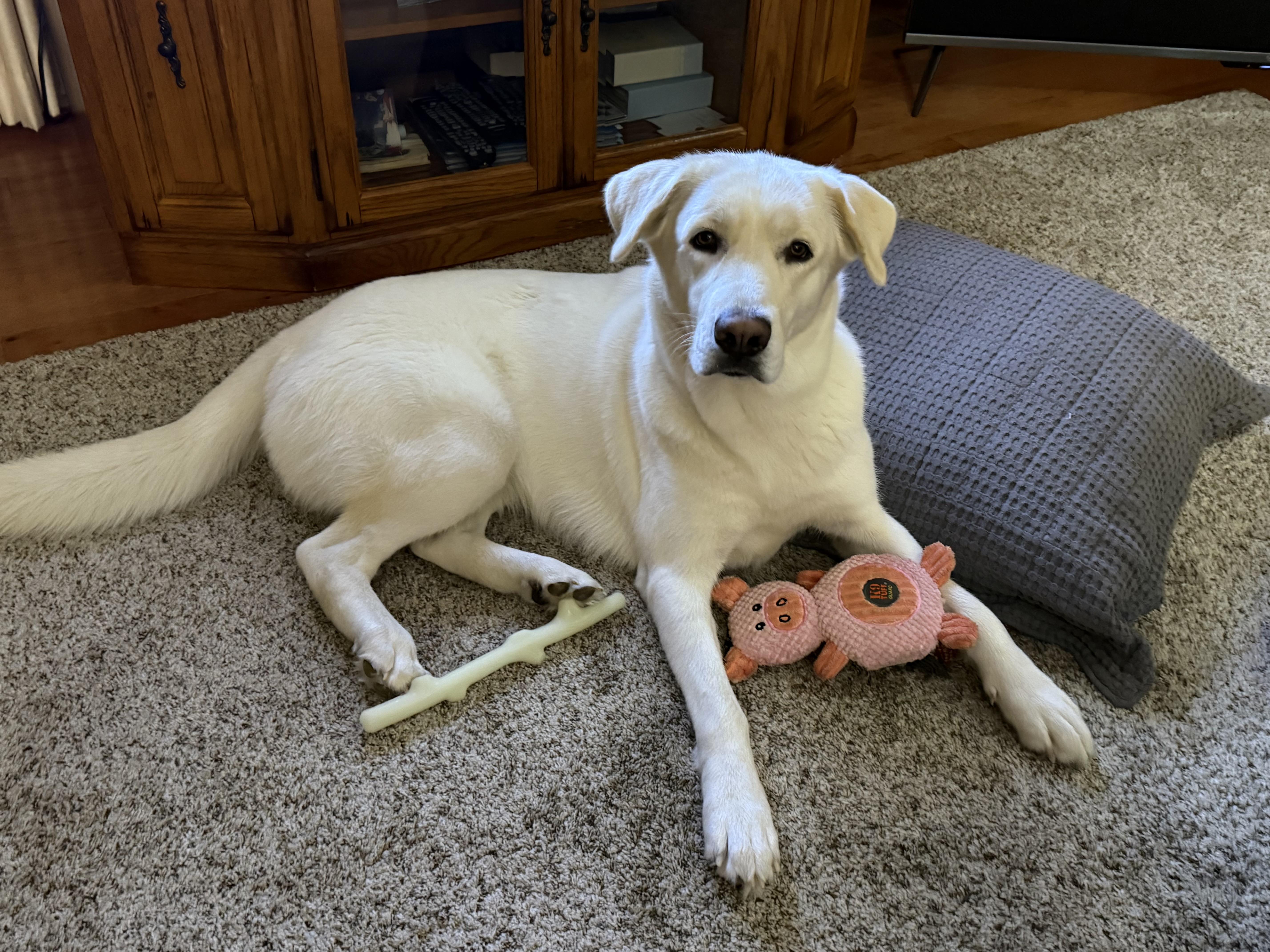 Leah, ADOPTABLE, Young Female Labrador Retriever & Husky.