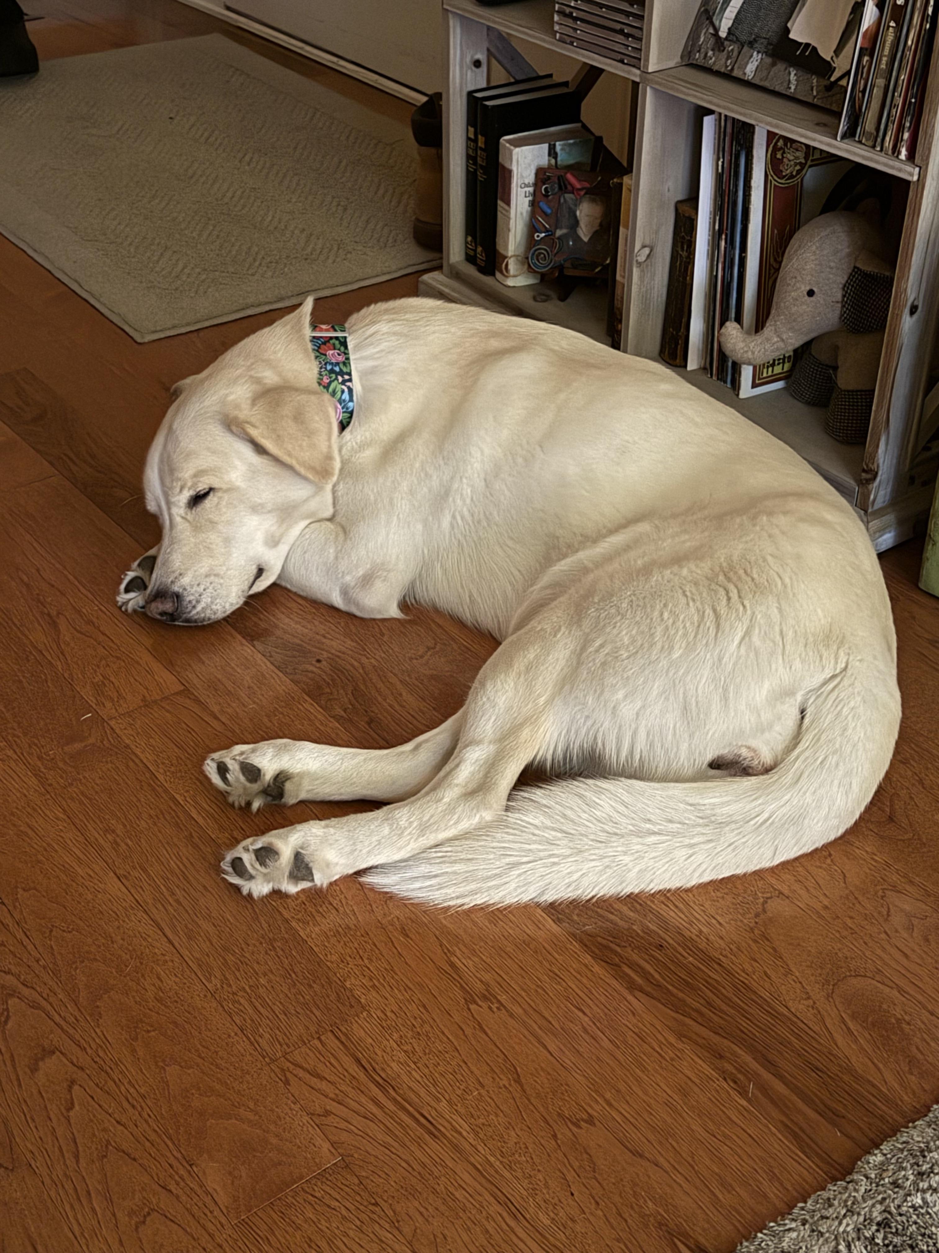 Enlarge Leah, a ADOPTABLE mixed breed in Jeffersonville, IN image 3/4