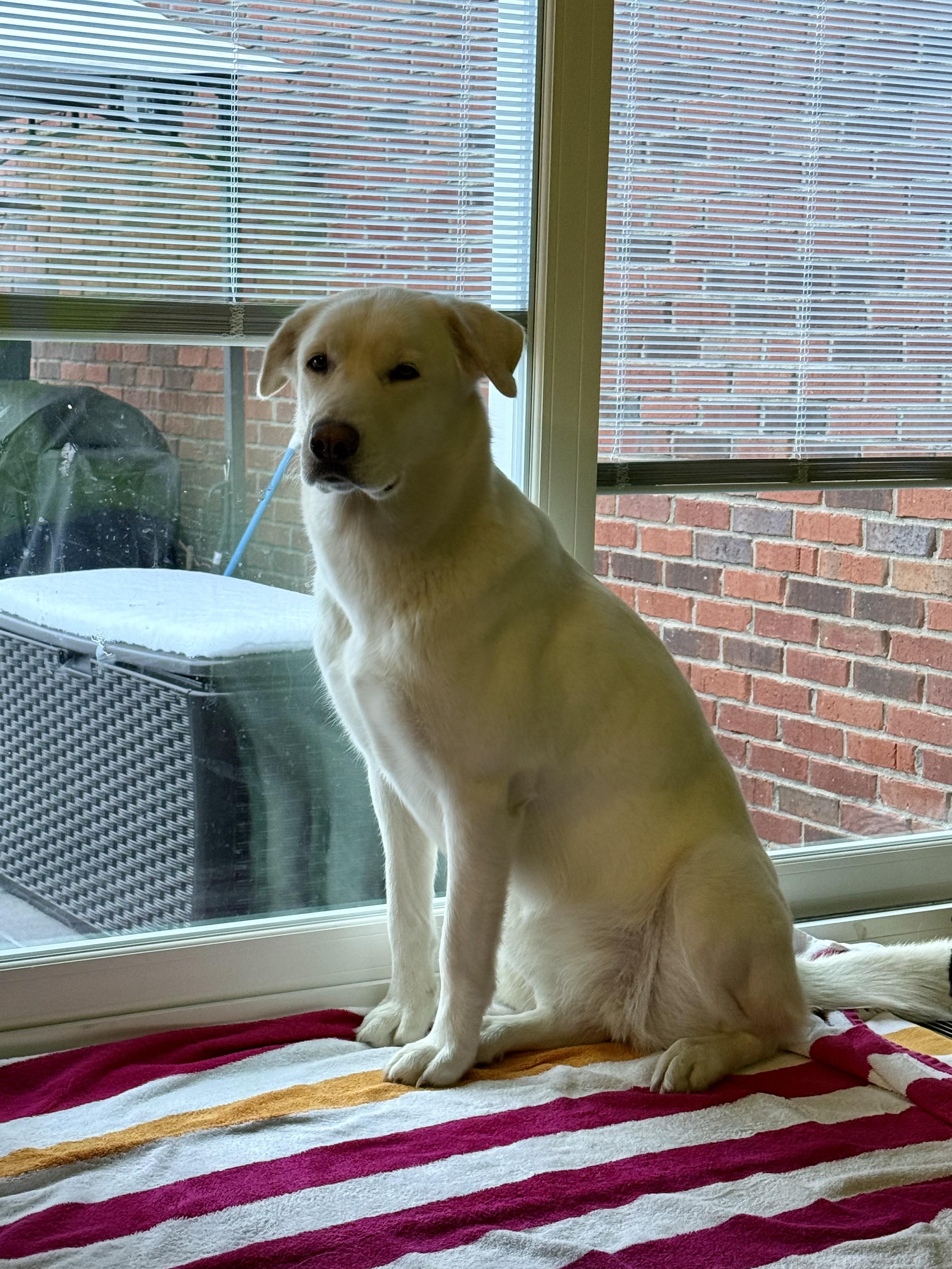 Enlarge Leah, a ADOPTABLE mixed breed in Jeffersonville, IN image 2/4