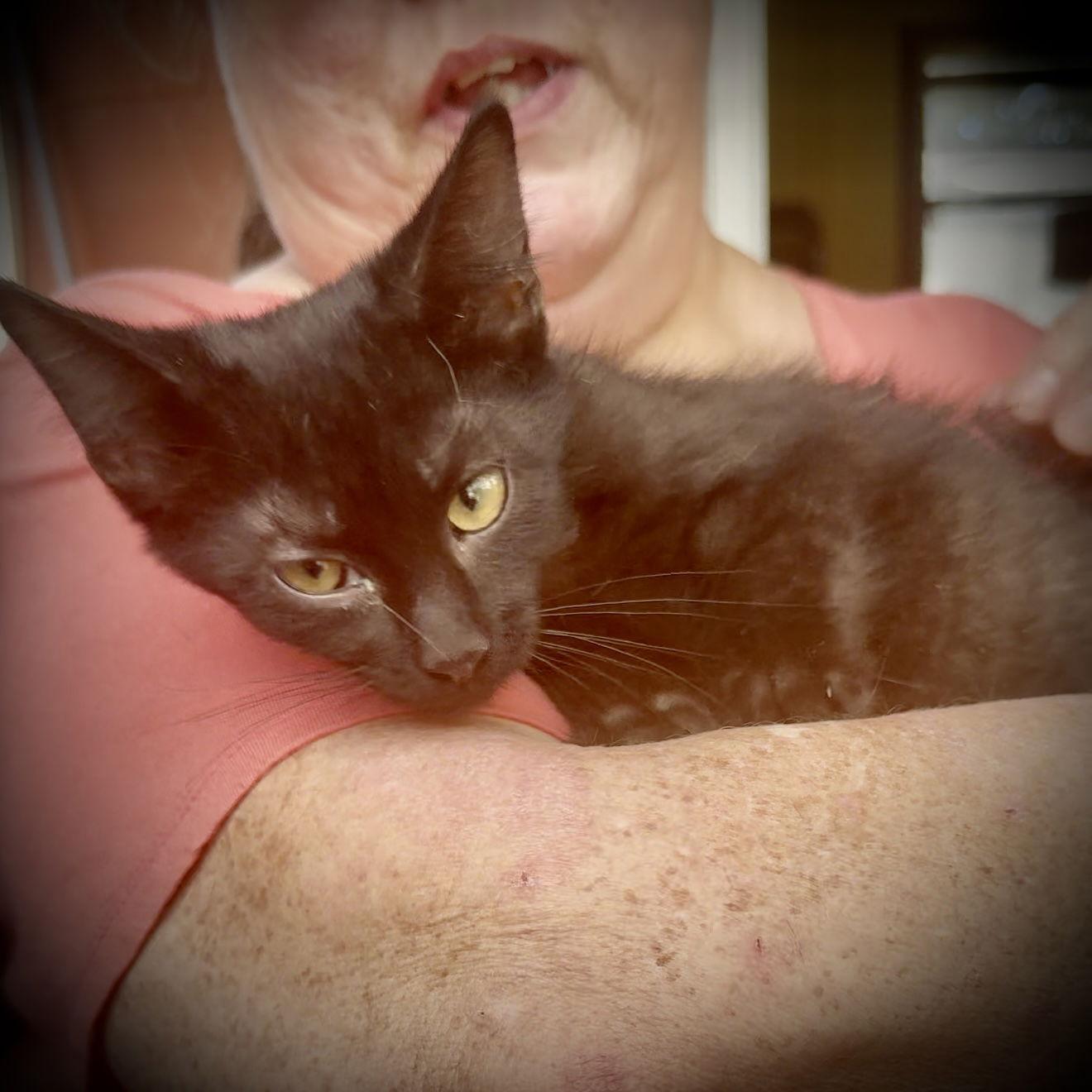 Midnight, a Adoptable Domestic Short Hair in Piedmont, MO image 2/6