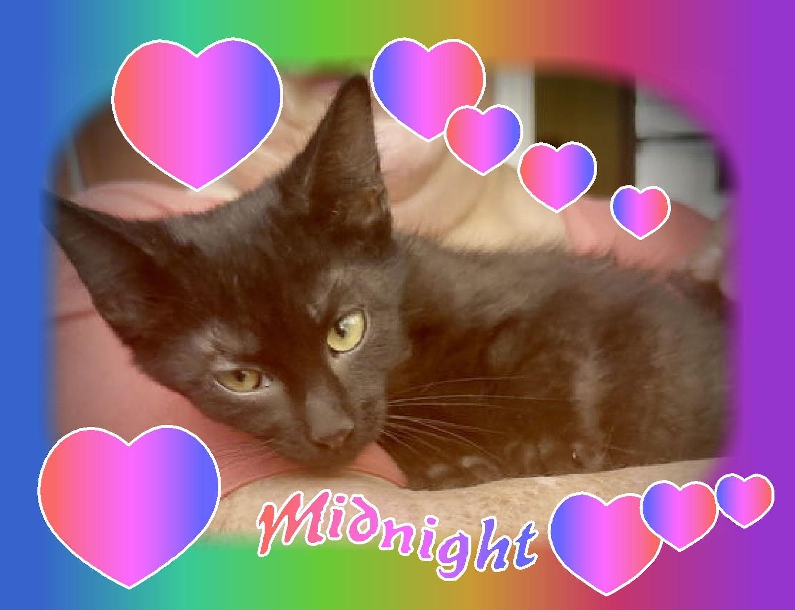 Midnight, a Adoptable Domestic Short Hair in Piedmont, MO image 3/6