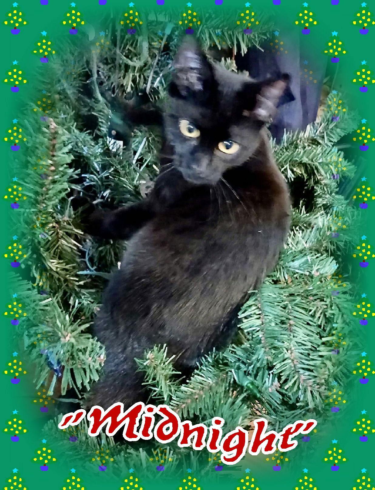 Enlarge Midnight, a Adoptable Domestic Short Hair in Piedmont, MO image 3/3