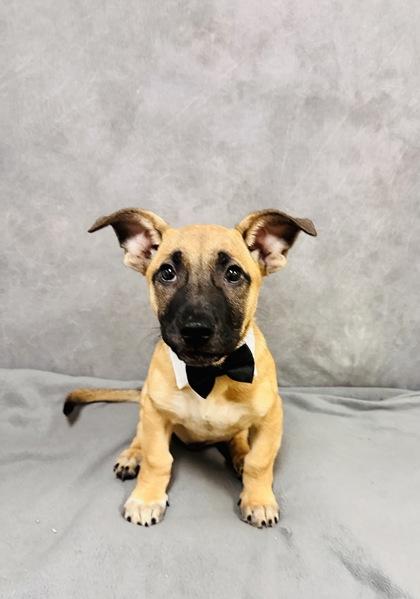 Enlarge Hendrix, a Adoptable mixed breed in Portland, ME image 3/3