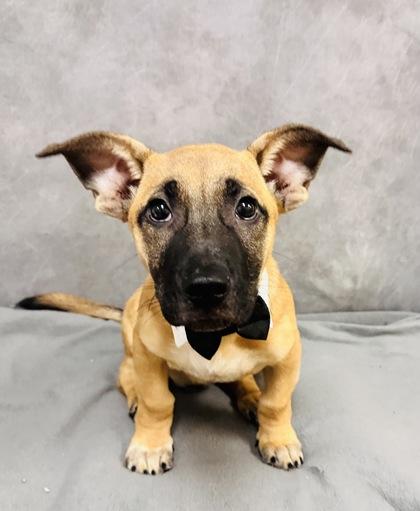 Enlarge Hendrix, a Adoptable mixed breed in Portland, ME image 2/3