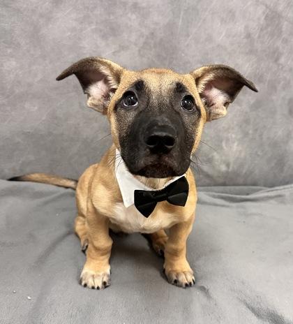 Hendrix, Adoptable, Young Male German Shepherd Dog.
