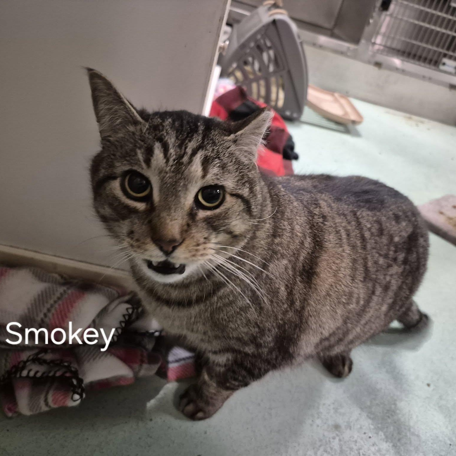 Enlarge Smokey, a ADOPTABLE Domestic Short Hair in Buffalo, NY image 3/5