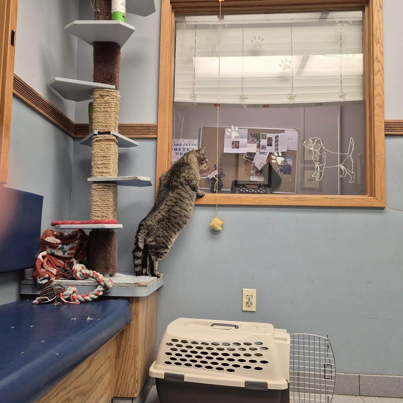 Enlarge Smokey, a ADOPTABLE Domestic Short Hair in Buffalo, NY image 4/5