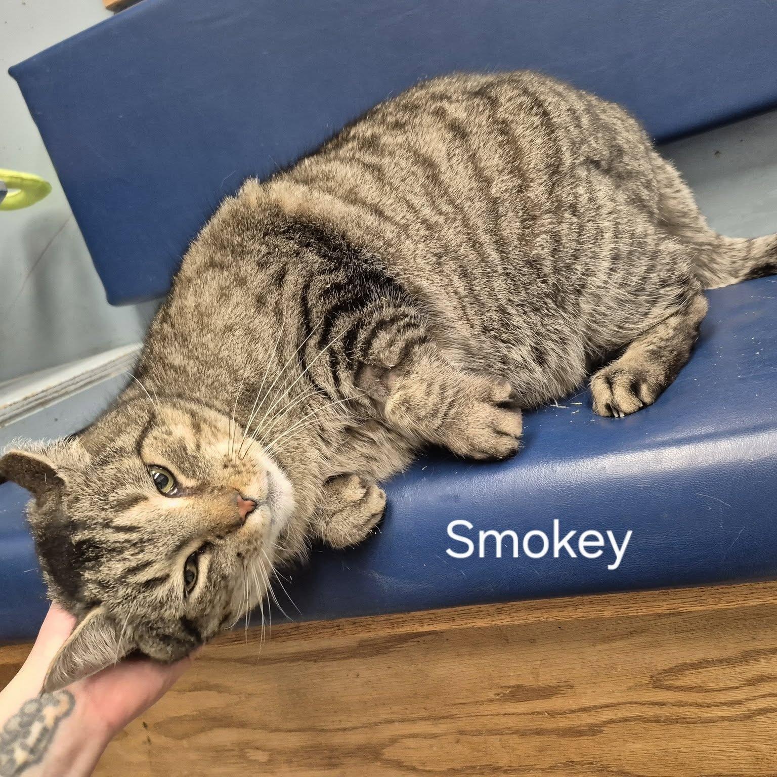 Smokey — thumbnail 3