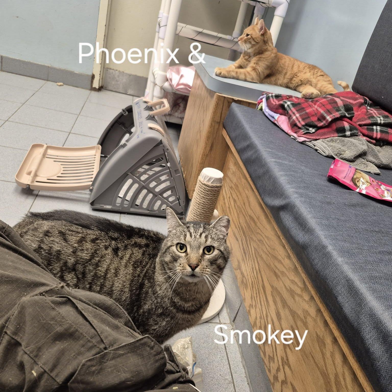 Smokey — thumbnail 4