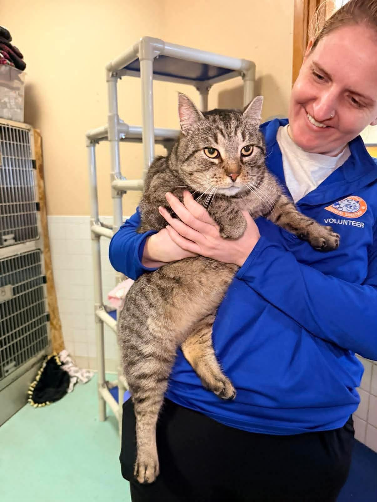Enlarge Smokey, a ADOPTABLE Domestic Short Hair in Buffalo, NY image 1/5