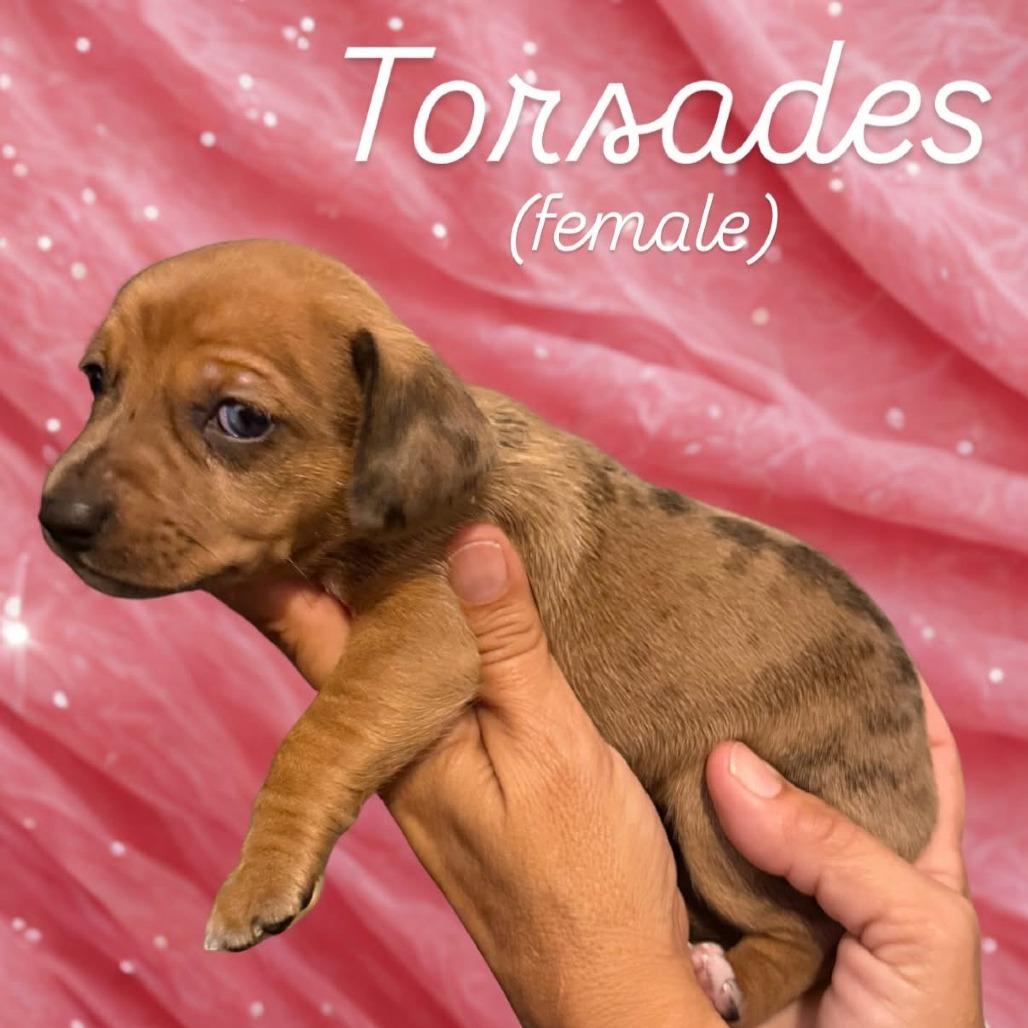 Torsades, Adoptable, Puppy Female Chihuahua & Mixed Breed.