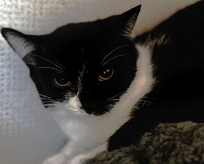 Enlarge Dorothy, a Adoptable Domestic Short Hair in Stanwood, WA image 1/1