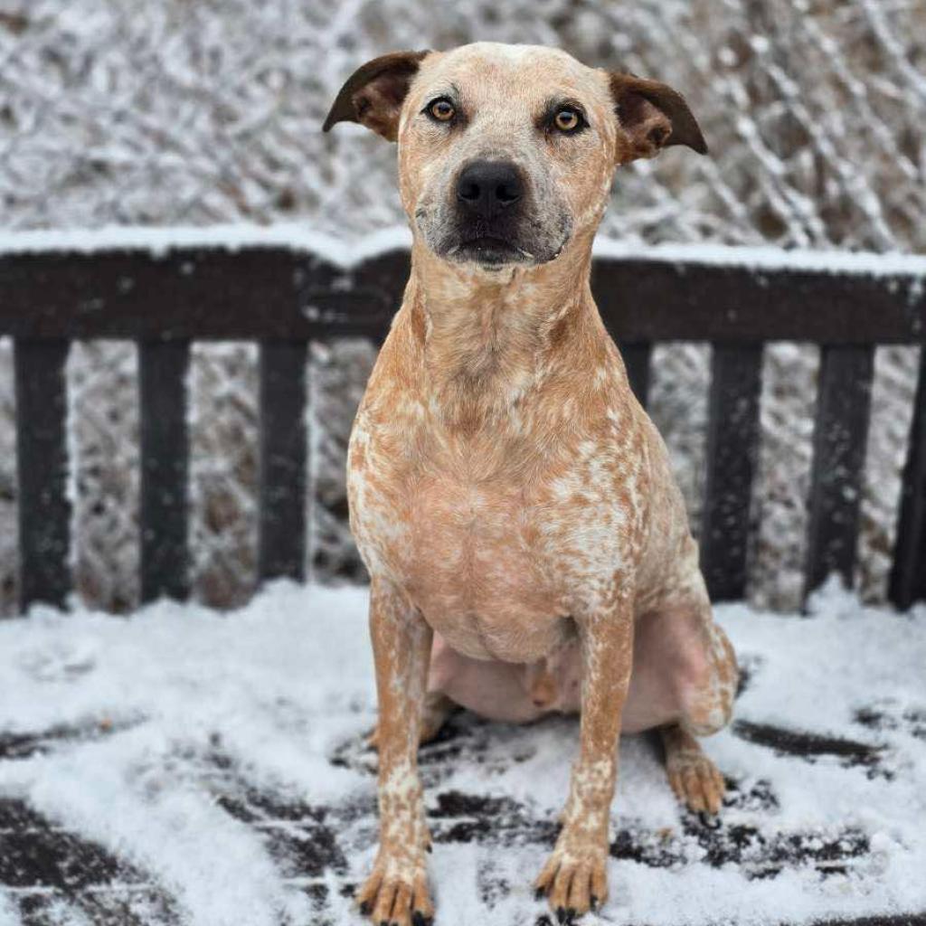 Enlarge Memphis 240405, a Adoptable Mixed Breed in Escanaba, MI image 4/6