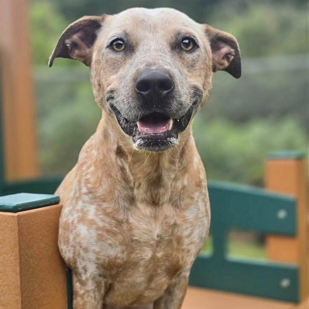 Enlarge Memphis 240405, a Adoptable Mixed Breed in Escanaba, MI image 5/6