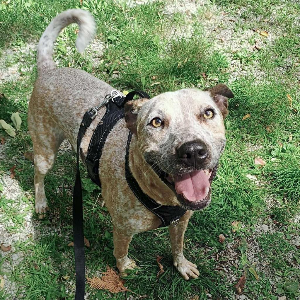 Enlarge Memphis 240405, a Adoptable Mixed Breed in Escanaba, MI image 6/6