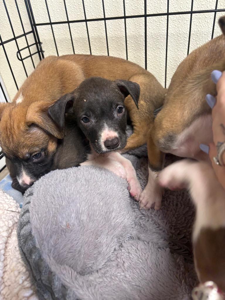 Enlarge Hunny, a Adoptable mixed breed in Centralia, IL image 2/2