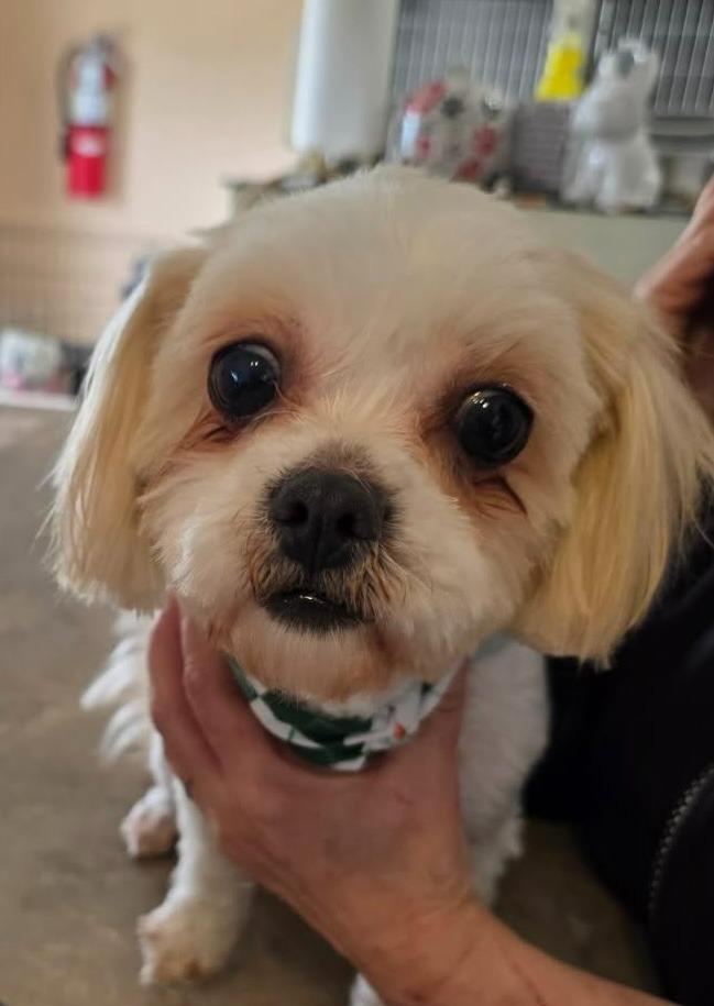Ivy, Adoptable, Adult Female Maltese.
