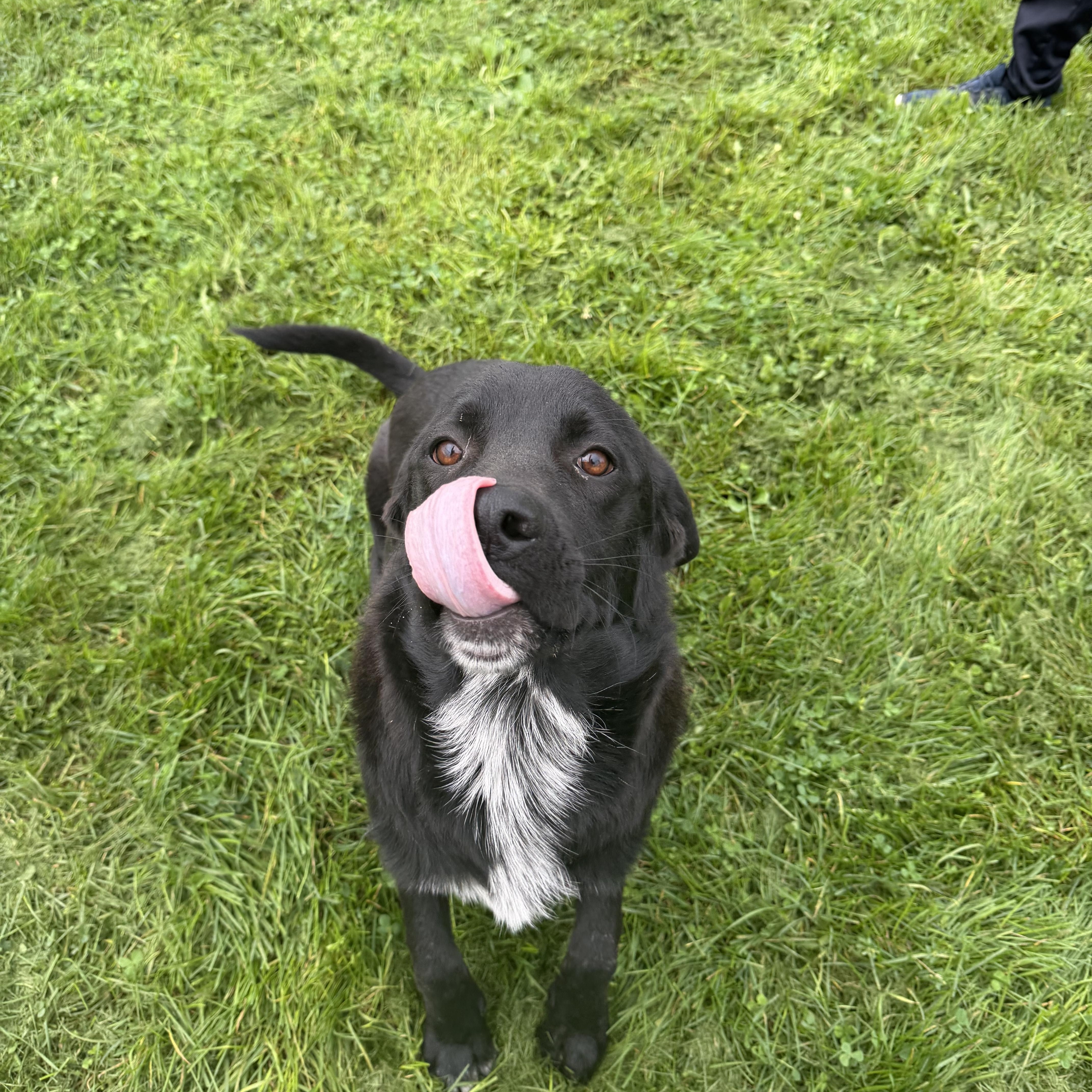 Spartan, Adoptable, Adult Male Labrador Retriever.