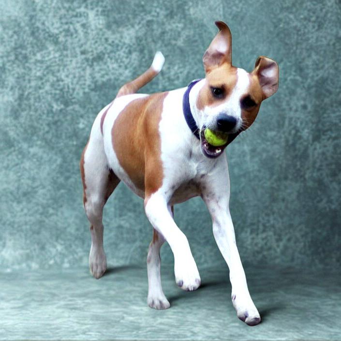 Nabisco, a Adoptable mixed breed in Boerne, TX image 2/6