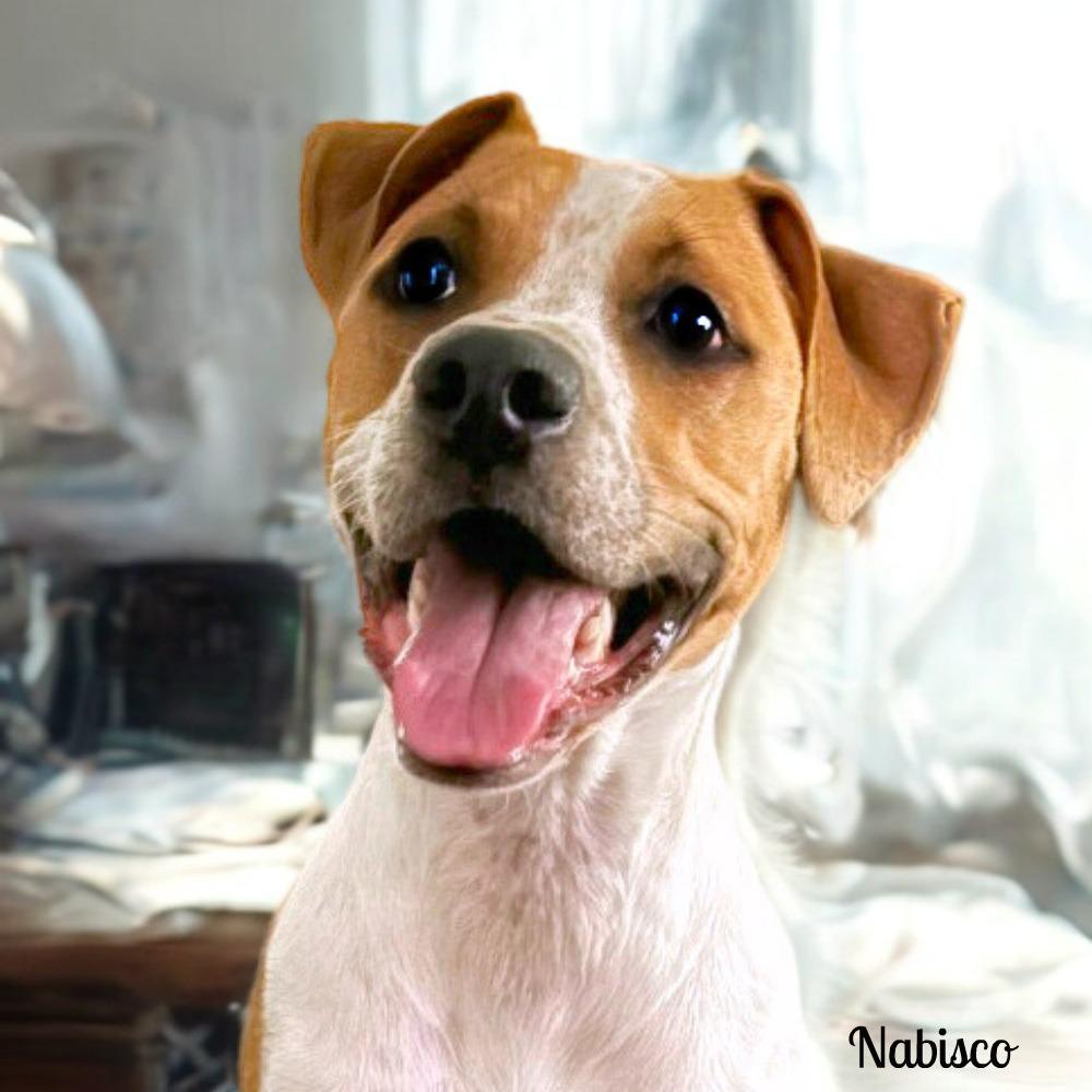 Nabisco, a Adoptable mixed breed in Boerne, TX image 3/6