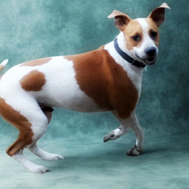 Nabisco, a Adoptable mixed breed in Boerne, TX image 4/6