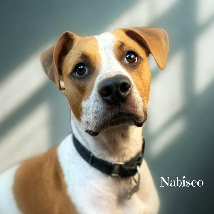 Nabisco, a Adoptable mixed breed in Boerne, TX image 5/6