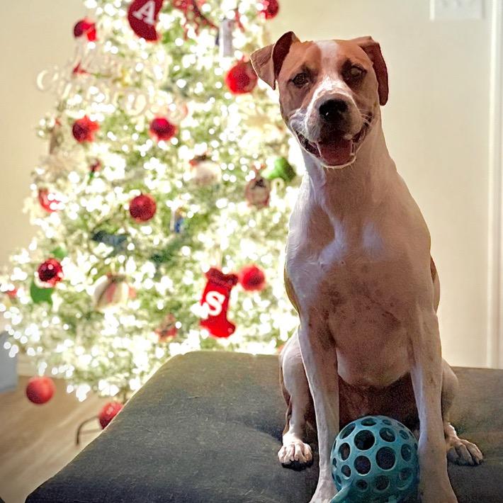 Nabisco, a Adoptable mixed breed in Boerne, TX image 6/6