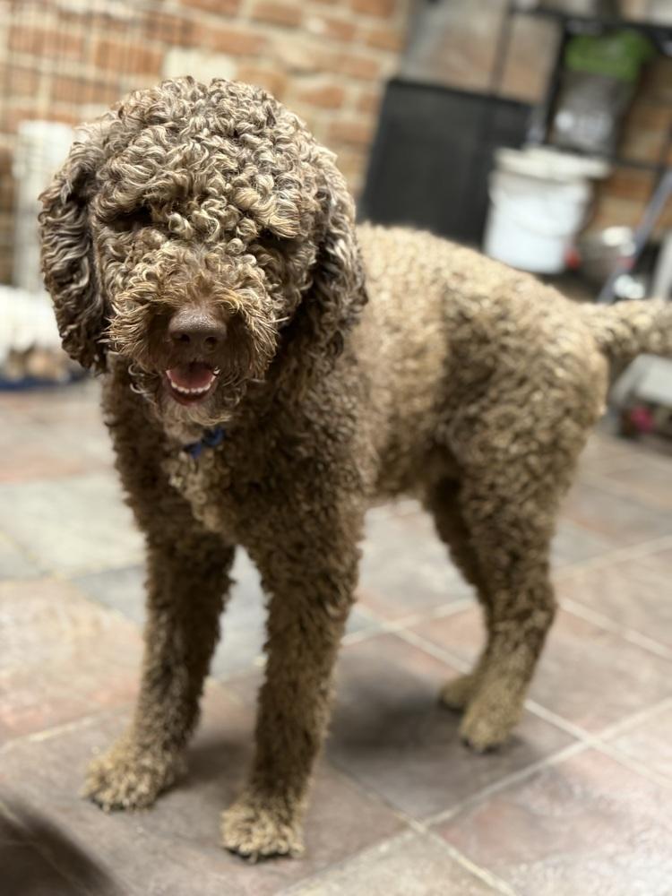 Kio, Adoptable, Young Male Poodle.