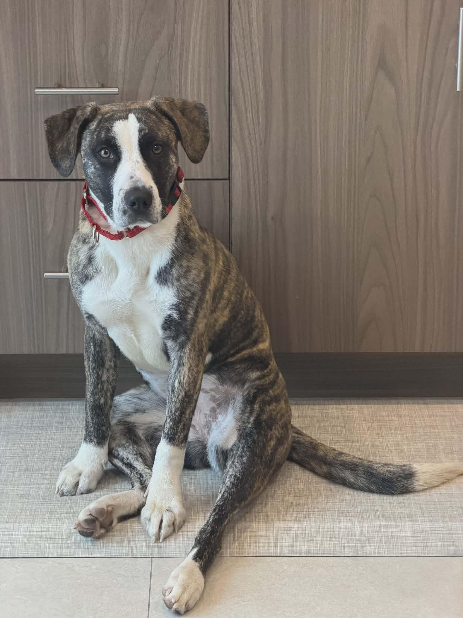 Enlarge Mabel, a Adoptable mixed breed in Westwood, NJ image 6/6