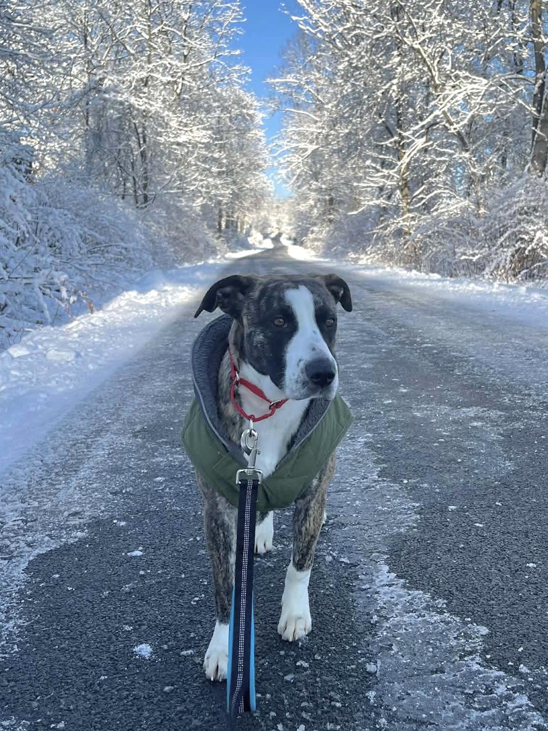 Enlarge Mabel, a Adoptable mixed breed in Westwood, NJ image 1/6