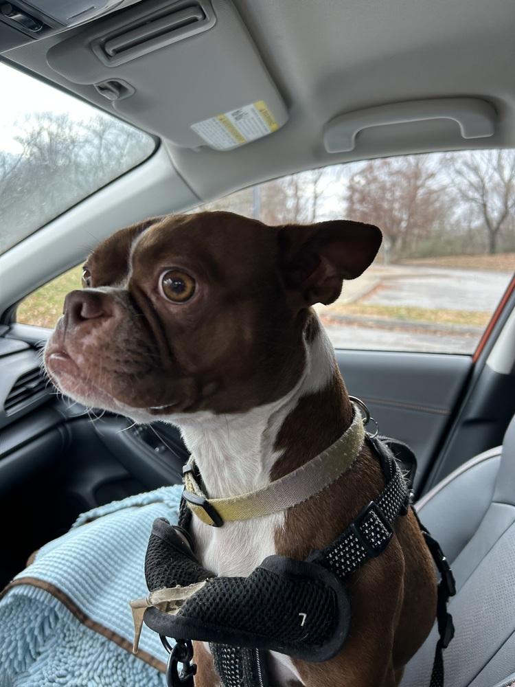 Tucker McDaniel-4623 Jonesborough, TN, Adoptable, Young Male Boston Terrier.