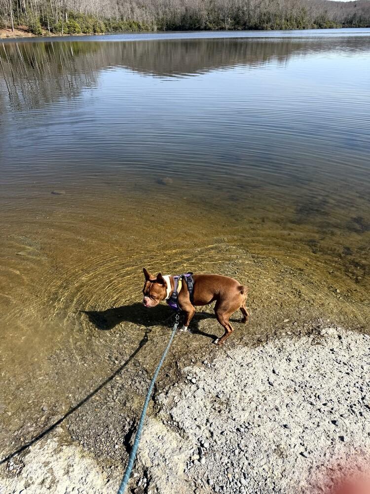 Enlarge Tucker McDaniel-4623 Jonesborough, TN, a Adoptable Boston Terrier in Maryville, TN image 4/6