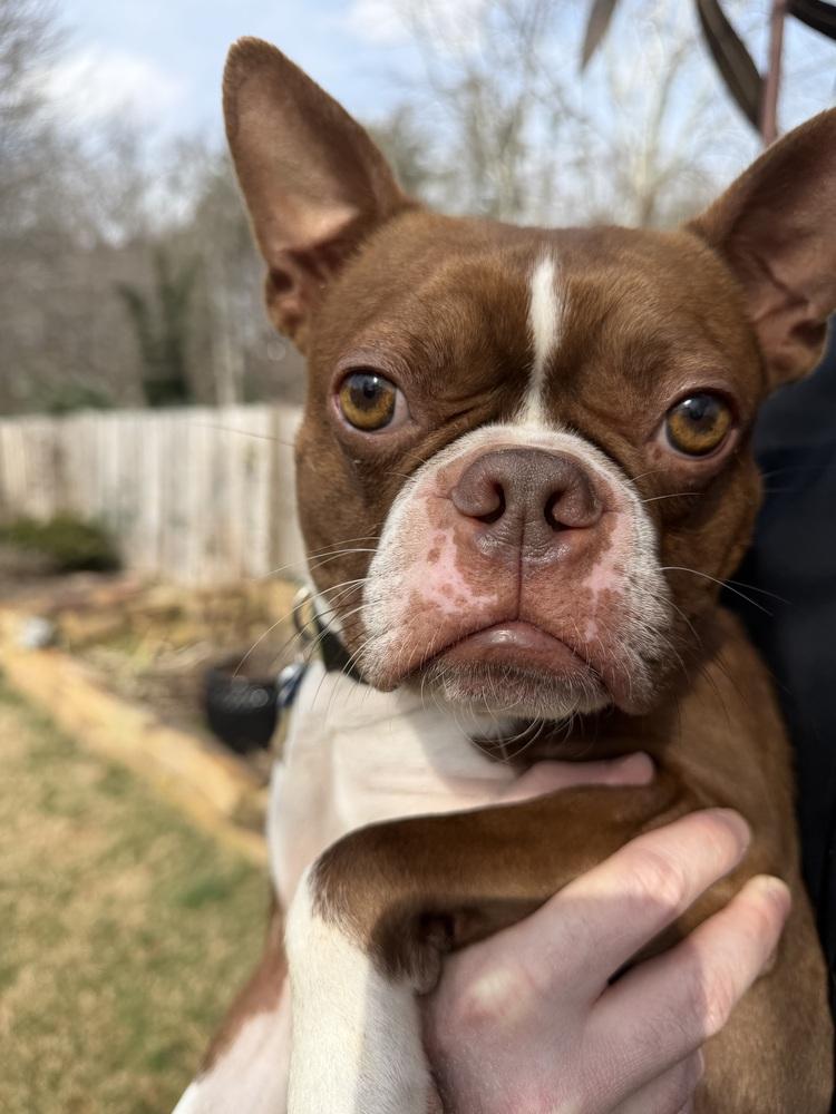 Enlarge Tucker McDaniel-4623 Jonesborough, TN, a Adoptable Boston Terrier in Maryville, TN image 4/5