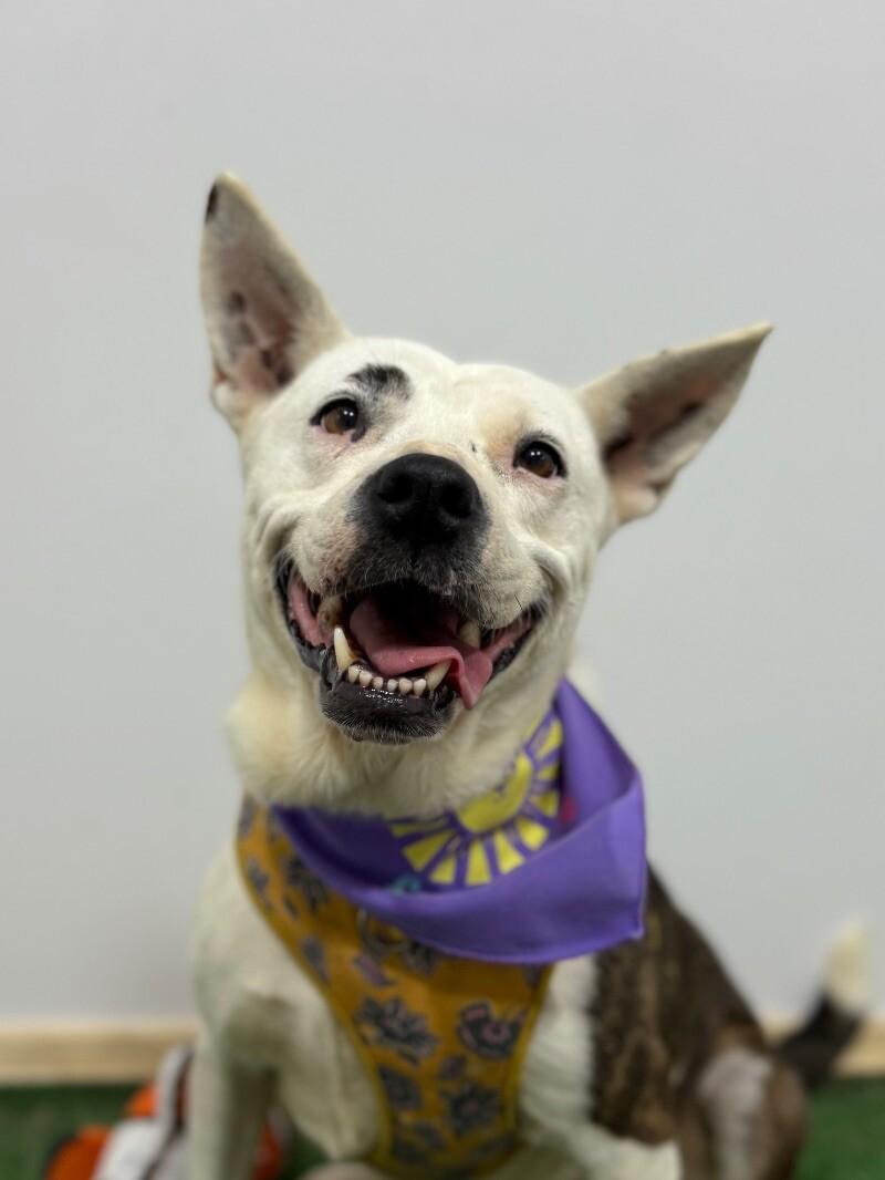 Beauty-One of our Amazing Rescue Dogs, Adoptable, Young Female Pit Bull Terrier & Carolina Dog.