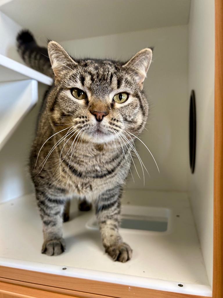 Enlarge Lake *SPONSORED*, a Adoptable mixed breed in West Union, OH image 1/3