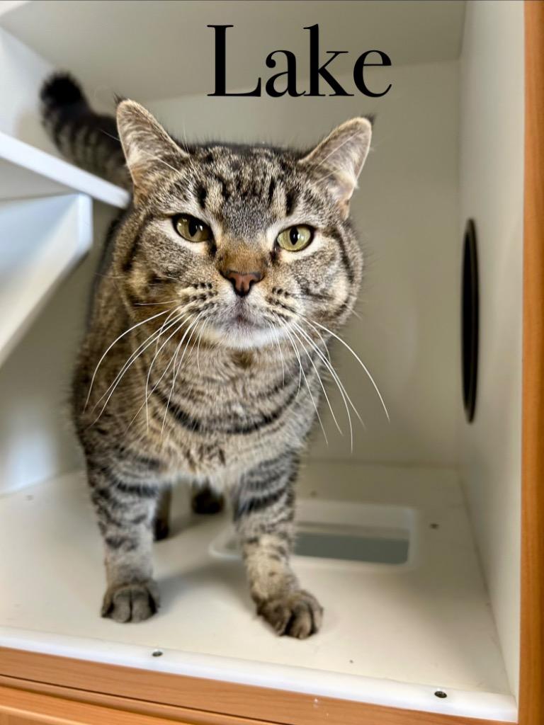 Enlarge Lake *SPONSORED*, a Adoptable mixed breed in West Union, OH image 2/3