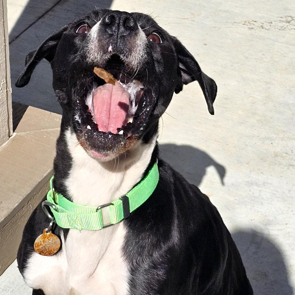 Dude, a Adoptable mixed breed in Tulsa, OK image 1/6