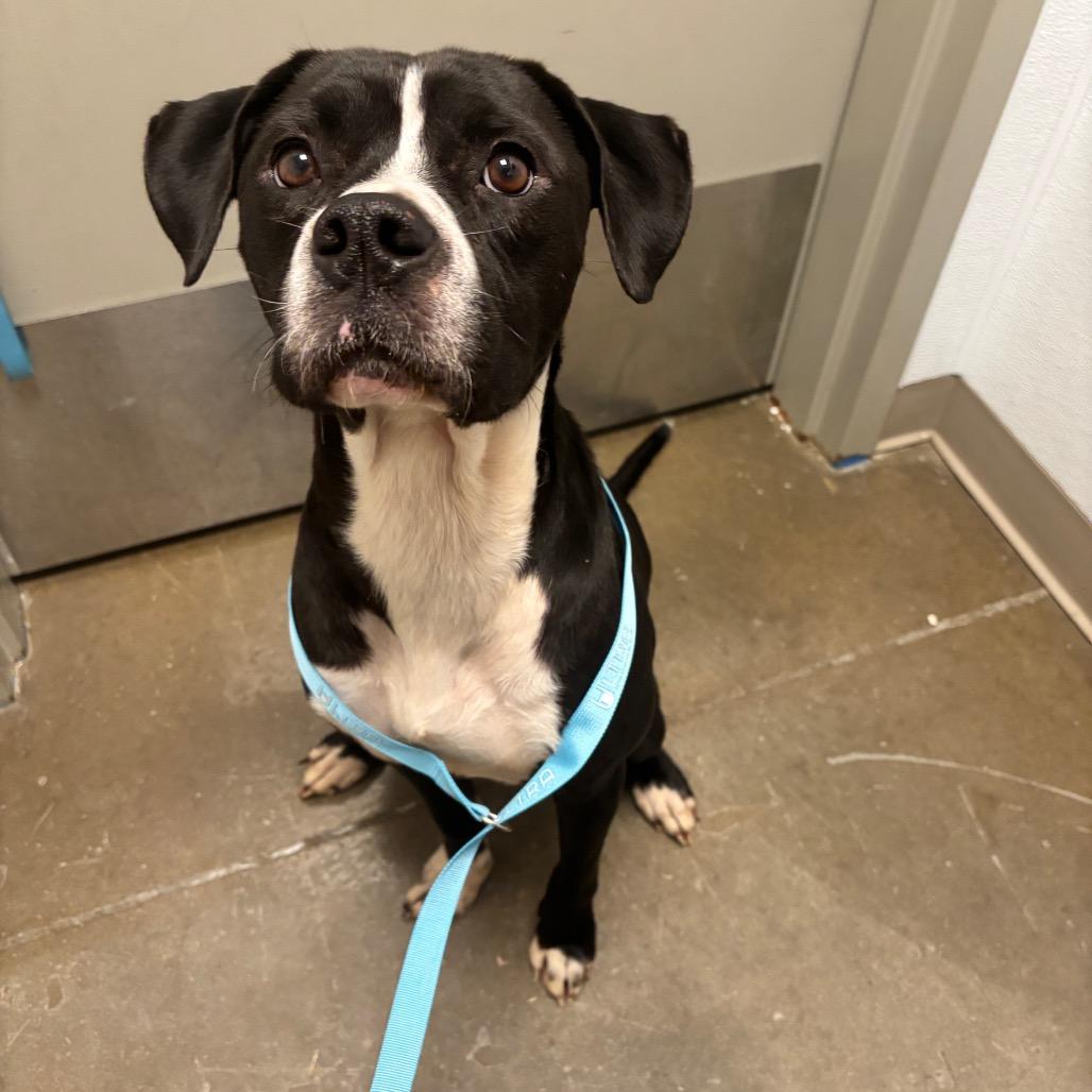 Dude, Adoptable, Adult Male Boxer.