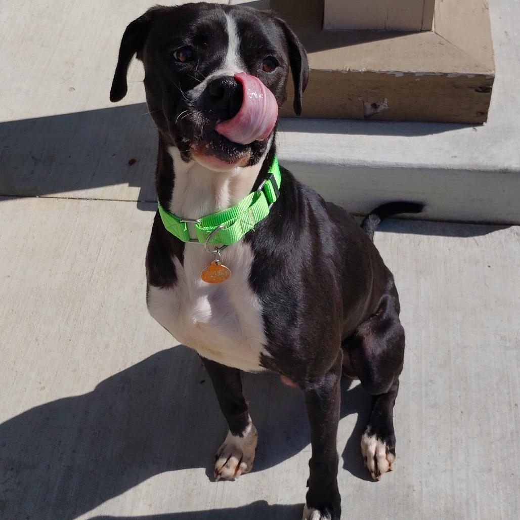 Enlarge Dude, a Adoptable mixed breed in Tulsa, OK image 2/6