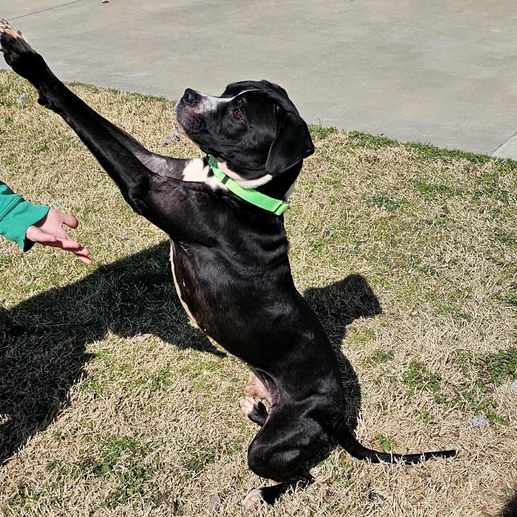 Dude, a Adoptable mixed breed in Tulsa, OK image 2/6