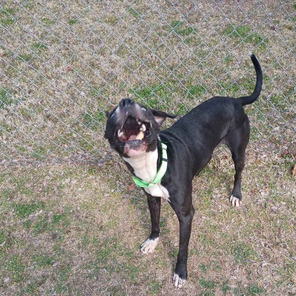 Dude, a Adoptable mixed breed in Tulsa, OK image 3/6